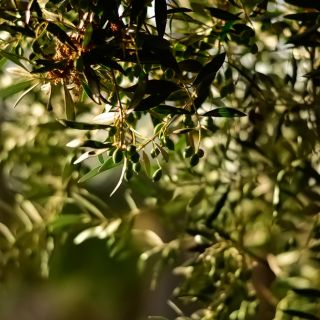 Olivo (foglie)